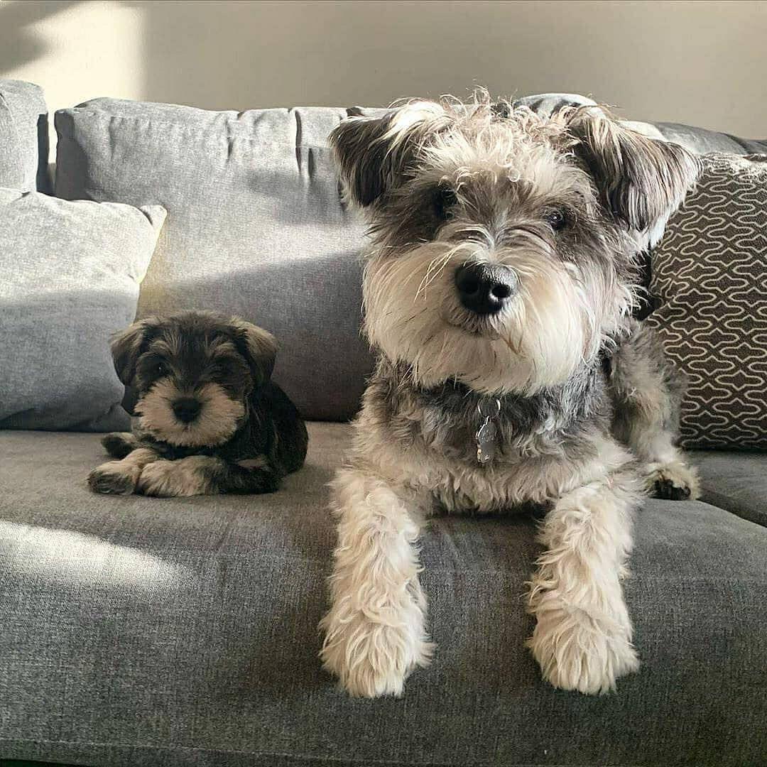 Miniature Schnauzer Puppy Care